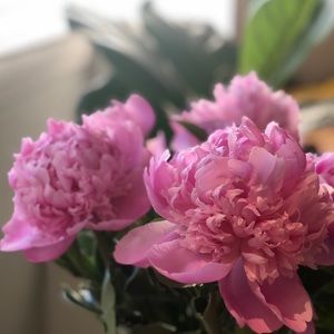 Meet your Posher, Dawn